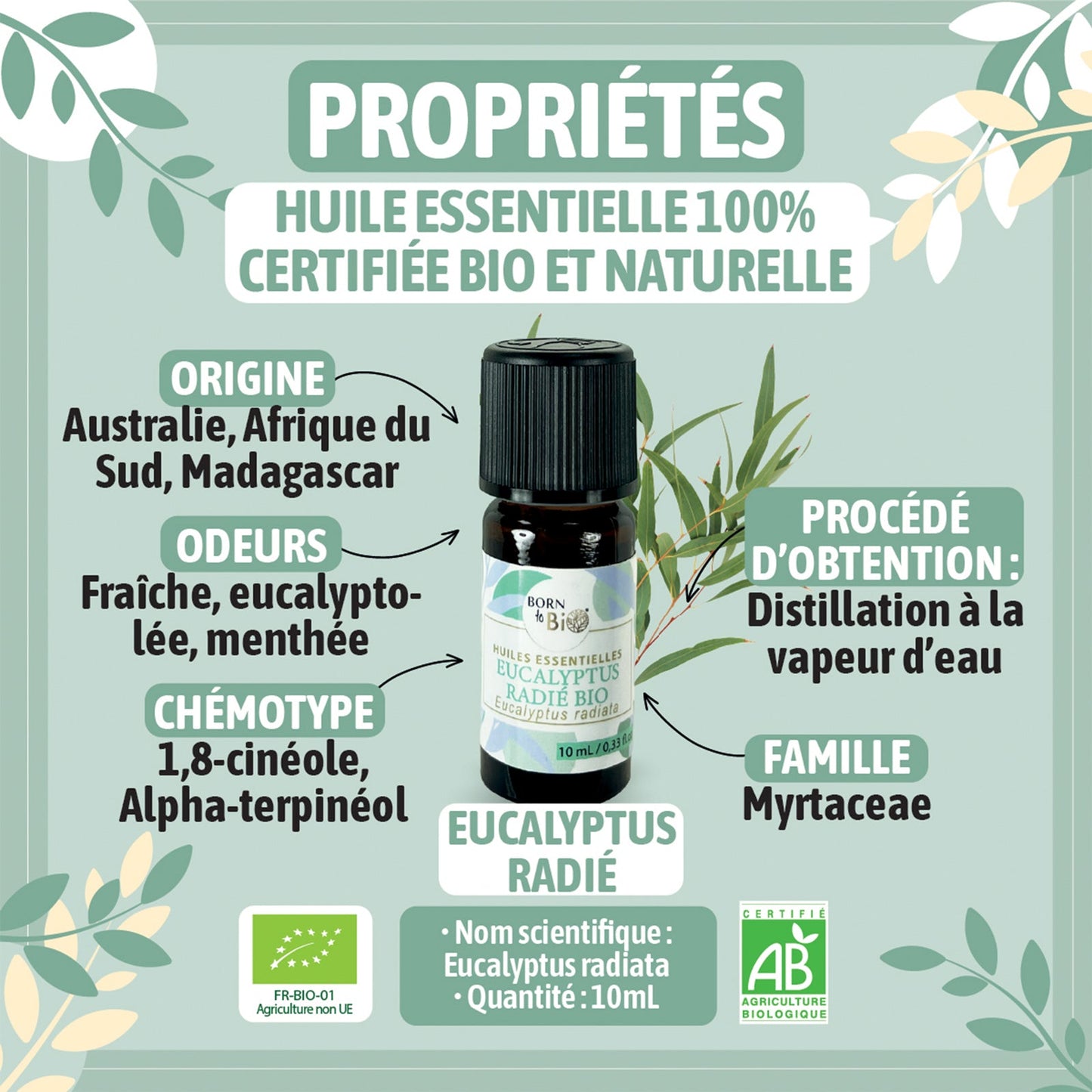 Certified Organic Eucalyptus Radiata Essential Oil-1